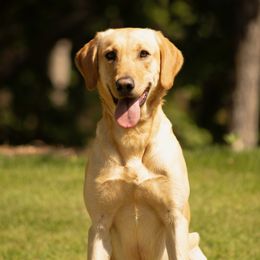 Jackson - Labrador Retriever