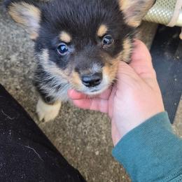 Green - Black and tan male Pembroke Welsh Corgi puppy in Necedah, Wisconsin from The 6Ks Paws and Hobbies