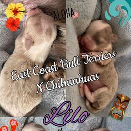 Lilo - Merle female Chihuahua puppy in Waxhaw, North Carolina from East Coast Bull Terriers N Chihuahuas