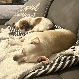 Dachshund Puppies from Camacho_Dachshunds