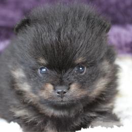 AKC Kaiser - Black and tan male Pomeranian puppy in Albany, Indiana from Hatz Off Puppies