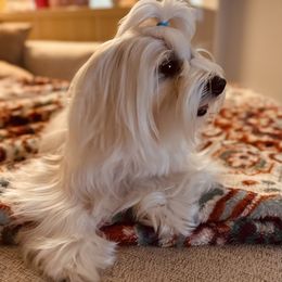Maltese All Grown Up from MiaMiaMaltese Colorado