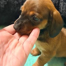 Autumn Moon - Red female Dachshund puppy in Fayetteville, North Carolina from Army of Dachshunds