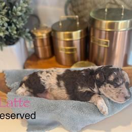 Latte - Chocolate merle female Bernedoodle puppy in Rome, Georgia from Victoria’s Designer Doodles