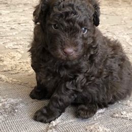 Aussiedoodle Puppies from Little Wonders Aussiedoodles