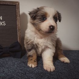 Australian Shepherd Puppies from Kelly Krew Aussies