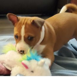 Basenji Puppies from Basenji Puppies