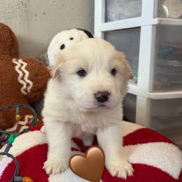 DrewLou (brown collar) - White male Colorado Mountain Dog puppy in Colorado Springs, Colorado from Sharp Guardians and Goldens