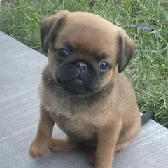 Girl 1 - Belge female Brussels Griffon puppy in Valley Springs, California from Gold Country Griffs