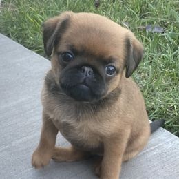 Girl 1 - Belge female Brussels Griffon puppy in Valley Springs, California from Gold Country Griffs