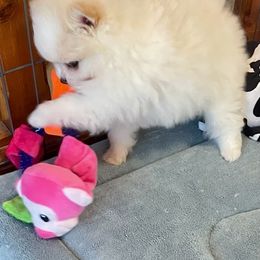 Pomeranian Puppies from Nikki’s lil Pomeranians