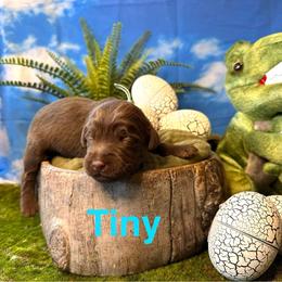 Tiny - Chocolate female Labradoodle puppy in Chelan, Washington from North Cascades Doodles