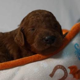 Girl 1 - Red  female Poodle puppy in Mc Henry, Illinois from Sunset Maple Poodles