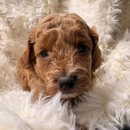 Princess - Red and white female Cockapoo puppy in Lebanon, Missouri from Kaitlen's Doodle Pups