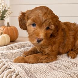 Sparkle - Red Collar - Apricot female Goldendoodle puppy in Huntsville, Alabama from Falcon Ridge Doodles