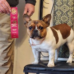 Reni - French Bulldog