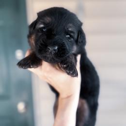 Male 3 - Black and red male German Shepherd puppy in Pickens, South Carolina from Von Maqqedah Haus German Shepherds