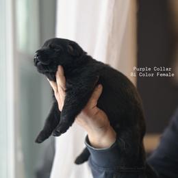 Purple collar - Bi-color female German Shepherd puppy in Prospect, Connecticut from Di Massimo Canile
