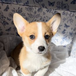 Girl 1 - Pembroke Welsh Corgi puppy from Corgi Farms