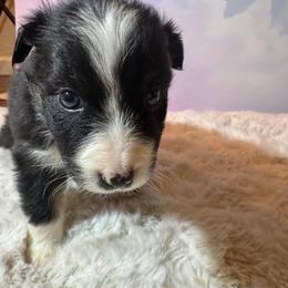 Lock - Black tri-color male Australian Shepherd puppy in Vacaville, California from Cowtown Aussies
