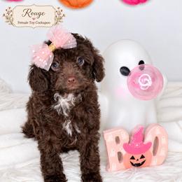 Rouge - Brown and white female Cockapoo puppy in Otisville, Michigan from Danie’s Darling Doodles LLC