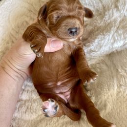 Bernedoodle, Cavapoo, and Goldendoodle Puppies from Mountain Bridge Doodles