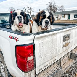 Aussiedoodle, Goldendoodle, Poodle, Saint Berdoodle, Saint Bernard, and Sheepadoodle All Grown Up from Rocky Ridge Ranch