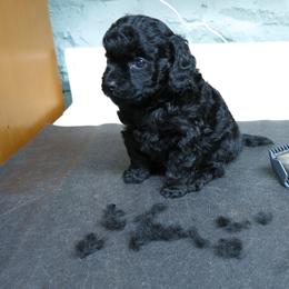 Poodle Puppies from Christina's Poodles