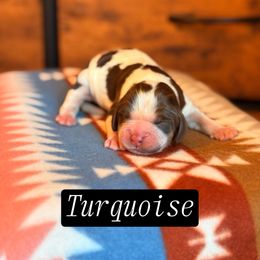 Turquoise - Tri-Roan female English Springer Spaniel puppy in Uvalda, Georgia from Willow Creek Farms