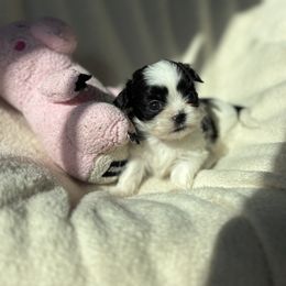 AKC  Miss potato - Black and white female Shih Tzu puppy in Las Vegas, Nevada from Vegas Shih Tzus