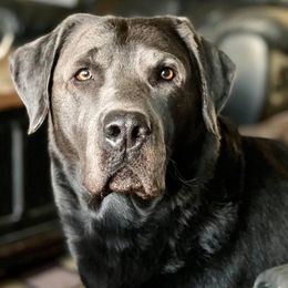 Dilute Retriever All Grown Up from Crowley’s Ridge Silver Labs