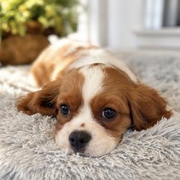 Uriah - Blenheim male Cavalier King Charles Spaniel puppy in Mount Dora, Fl, Florida from Breezy Palms Cavaliers