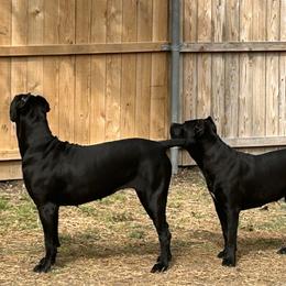 Cane Corso All Grown Up from Majestic Pride Cane Corso LLC