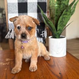 Ms. Pan (AKC) - Red mottled female Australian Cattle Dog puppy in Sahuarita, Arizona from A2 Australian Cattle Dogs