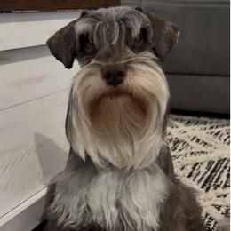 Duke - Miniature Schnauzer