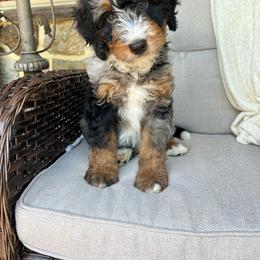 Rodney - Blue merle male Bernedoodle puppy in Holtwood, Pennsylvania from Country Ridge Puppies