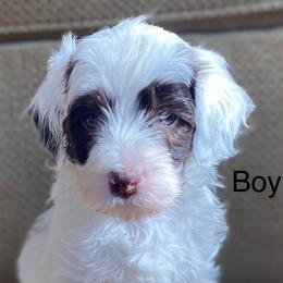 Sydney - Parti male Goldendoodle puppy in El Dorado, Ks, Kansas from TeeterDoodles