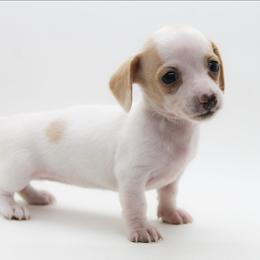 Female 4 - Piebald female Dachshund puppy in Childress, Texas from Taylor Farms
