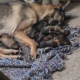 Elektra - German Shepherd