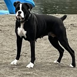 Leia - Boxer