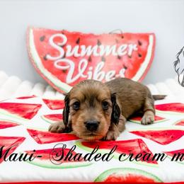 Maui - Cream male Dachshund puppy in Prairieville, Louisiana from Southern Barron Danes & Dachshunds