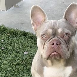 French Bulldogs from Monique Ratchford
