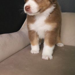 Australian Shepherd Puppies from Kiki's Aussies