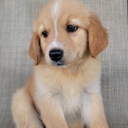Princess Australian Retriever - Yellow female Australian Shepherd puppy in Limestone, Tennessee from Pilot Hill Teddy Bear Puppies