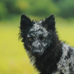 Ruby - Mudi