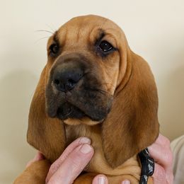 Black and White Collar - Red female Bloodhound puppy in Paoli, Indiana from Houndsarunning Bloodhounds