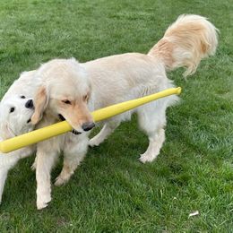 Golden Retriever All Grown Up from Highlander's Goldens of Howell