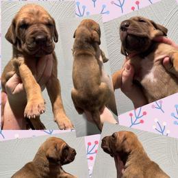 Reece - Fawn female Great Dane puppy in Wellsville, New York from Prophecy Danes