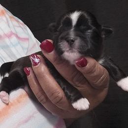 Shih Tzu Puppies from My Precious Paws – Shih Tzu