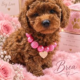 Bria - Red  female Goldendoodle puppy in Cooper City, Florida from Jenny La Bone